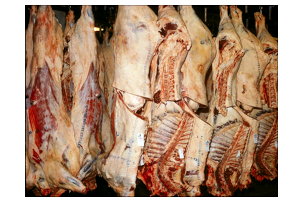 牛　枝肉