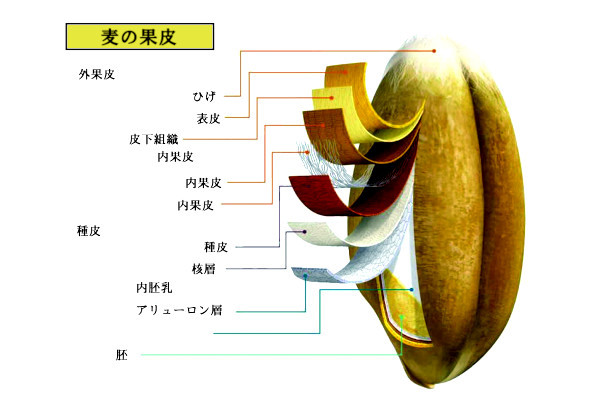 果皮の構造
